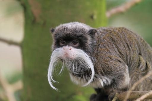 saguinus imperator